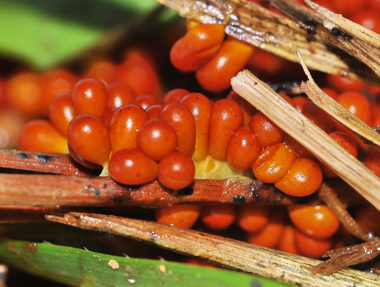 Leocarpus fragilis